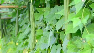 Buy Luffa acutangula-Ribbed Gourd,Sponge gourd, Angled loofah, Ribbed gourd, Peechil-plant | Plantslive