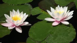 Nymphaea Alba - Waterlily Stock Footage Video (100% Royalty-free) 9965192 | Shutterstock