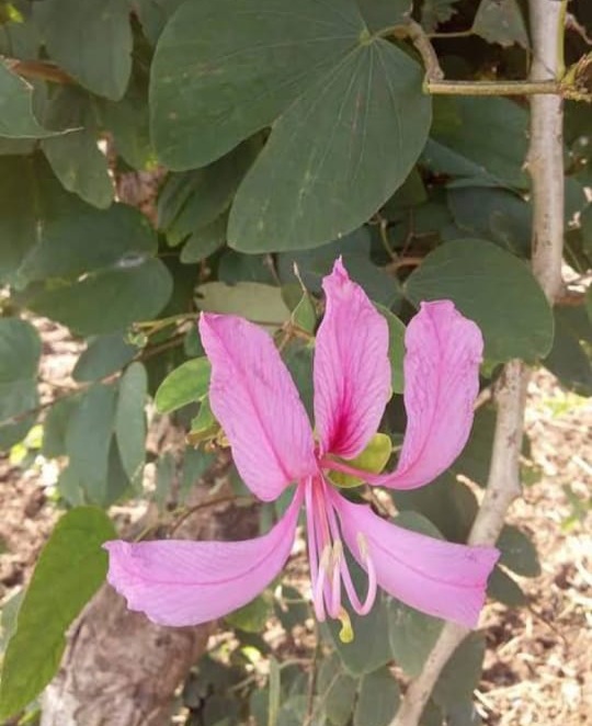 Kaanchnar DAV Pharmacy kaanchnar-dav-pharmacy