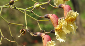 Stereospermum suaveolens 