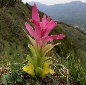 Curcuma angustifolia – eFlora of India