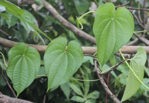 Dioscorea bulbifera L. | Plants of the World Online | Kew Science