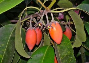 File:Fruits of Bulletwood tree (Mimusops elengi) at Shilparamam Jaatara.jpg - Wikipedia