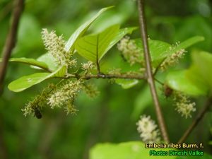 Medicinal Plants: Embelia ribes, baibirang, vayuvidangam, ambati, vidanga, Pokok Akar Asam Kumbang