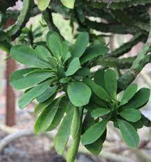 Snuhi (Euphorbia neriifolia) Medicinal uses and pharmacology