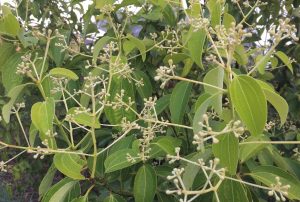 true cinnamon, Cinnamomum verum (syn. C. zeylanica) – Jerry Coleby-Williams