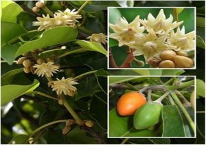 Bakul / Indian Medlar / Mimusops elengi - Avenue Trees