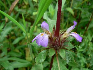 HYGROPHILA, Asteracantha longifolia (Hygrophila auriculata) | Kumarpati&#39;s Blog